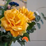 #232 Girasol Pool & Garden فيلة البوفيرا