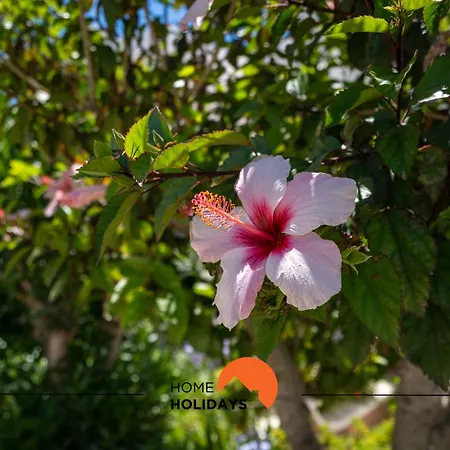 #232 Girasol Pool & Garden البوفيرا