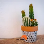 Villa #232 Girasol Pool & Garden